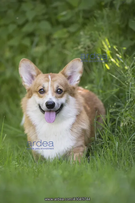  : Welsh Pembroke corgi dog outdoors