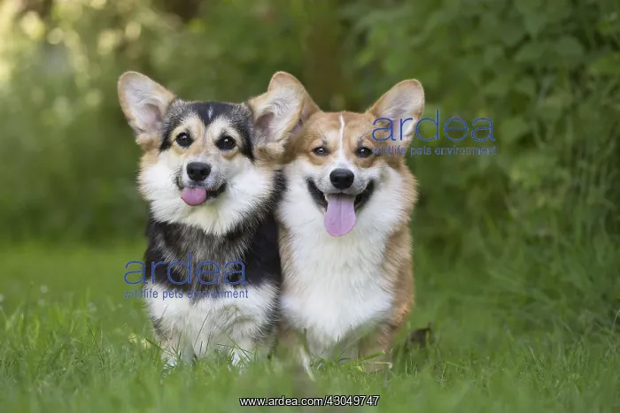  : Welsh Pembroke corgi dog outdoors