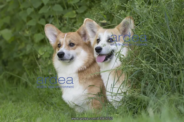 : Welsh Pembroke corgi dog outdoors : Welsh Pembroke corgi dog outdoors