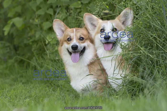  : Welsh Pembroke corgi dog outdoors