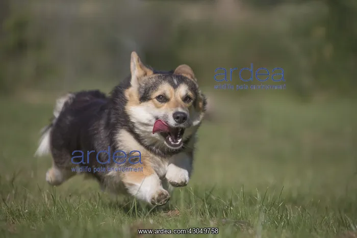 : Welsh Pembroke corgi dog outdoors : Welsh Pembroke corgi dog outdoors
