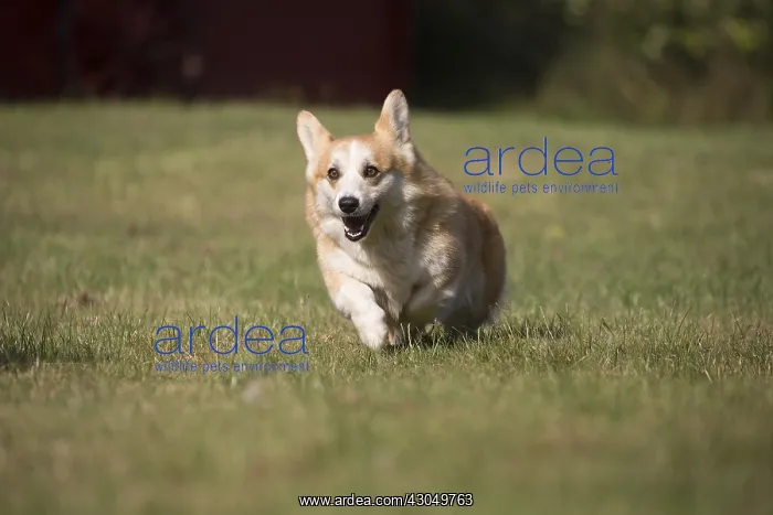 : Welsh Pembroke corgi dog outdoors : Welsh Pembroke corgi dog outdoors