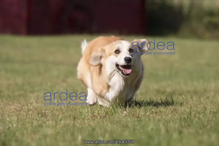 : Welsh Pembroke corgi dog outdoors : Welsh Pembroke corgi dog outdoors