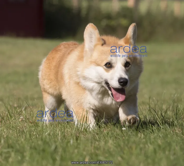 : Welsh Pembroke corgi dog outdoors : Welsh Pembroke corgi dog outdoors