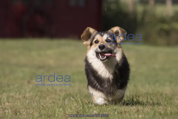 : Welsh Pembroke corgi dog outdoors : Welsh Pembroke corgi dog outdoors