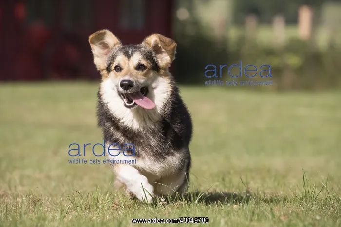  : Welsh Pembroke corgi dog outdoors