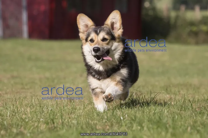 : Welsh Pembroke corgi dog outdoors : Welsh Pembroke corgi dog outdoors