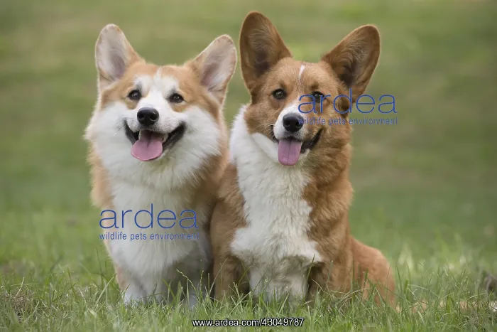 : Welsh Pembroke corgi dog outdoors