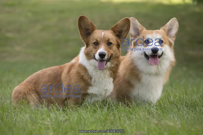 : Welsh Pembroke corgi dog outdoors : Welsh Pembroke corgi dog outdoors