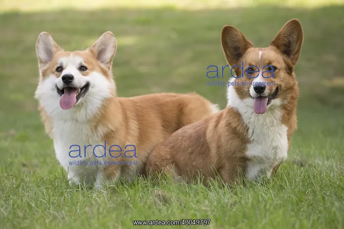  : Welsh Pembroke corgi dog outdoors