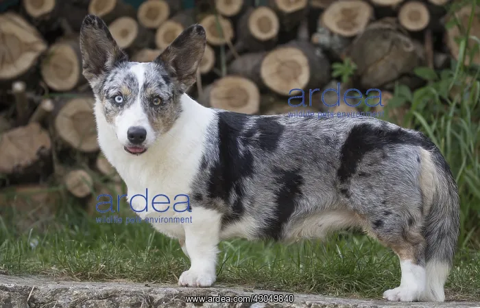 : Welsh Pembroke corgi dog outdoors : Welsh Pembroke corgi dog outdoors