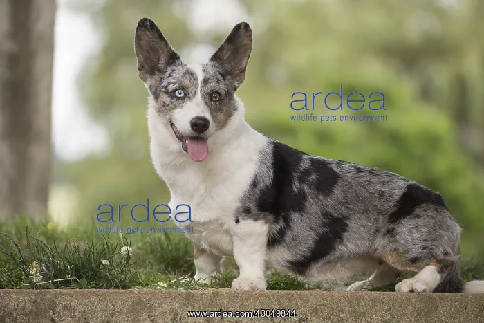 : Welsh Pembroke corgi dog outdoors : Welsh Pembroke corgi dog outdoors