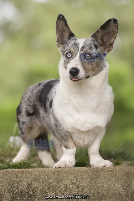 : Welsh Pembroke corgi dog outdoors : Welsh Pembroke corgi dog outdoors