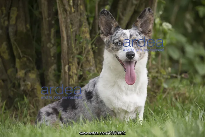  : Welsh Pembroke corgi dog outdoors