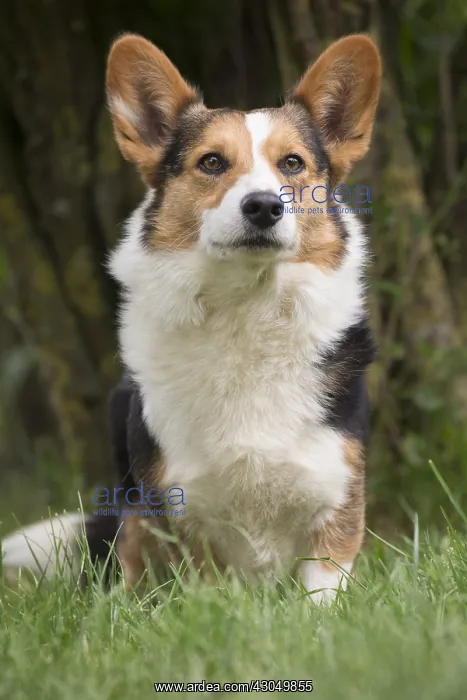 : Welsh Pembroke corgi dog outdoors : Welsh Pembroke corgi dog outdoors