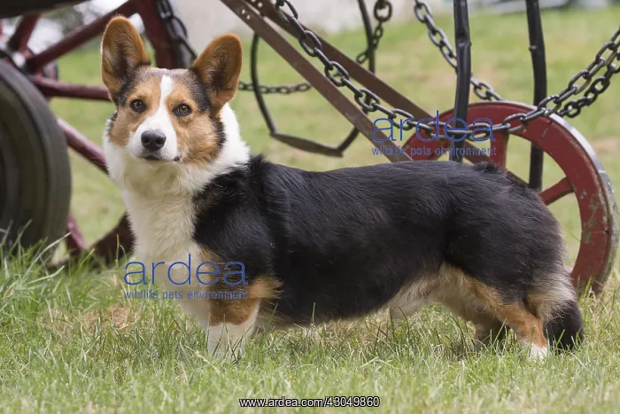 : Welsh Pembroke corgi dog outdoors : Welsh Pembroke corgi dog outdoors