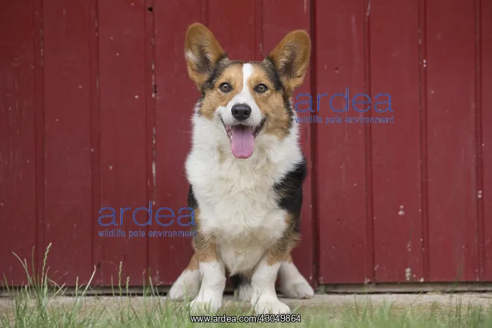  : Welsh Pembroke corgi dog outdoors