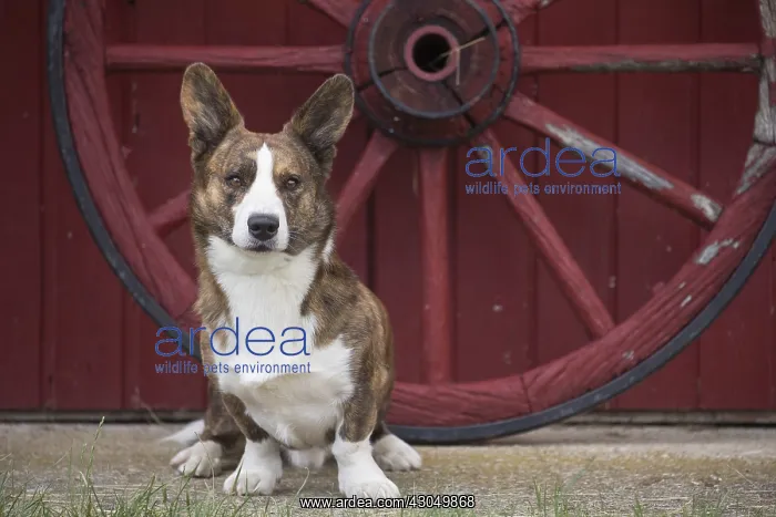  : Welsh Pembroke corgi dog outdoors