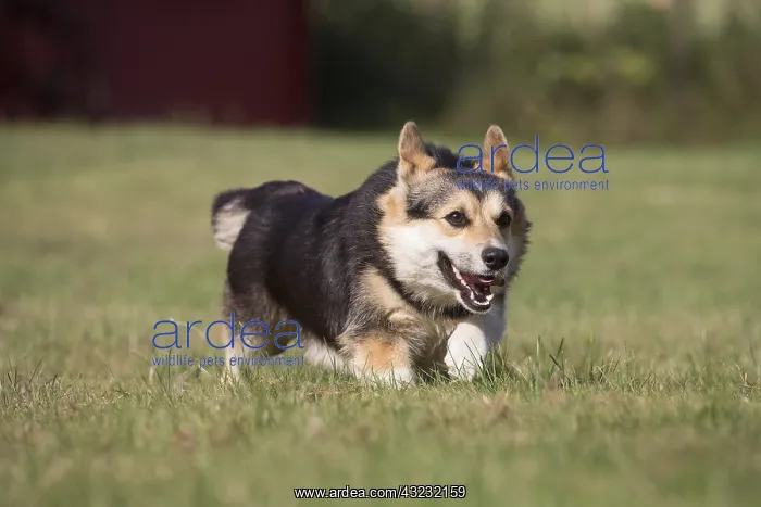 : Welsh Pembroke corgi dog outdoors : Welsh Pembroke corgi dog outdoors