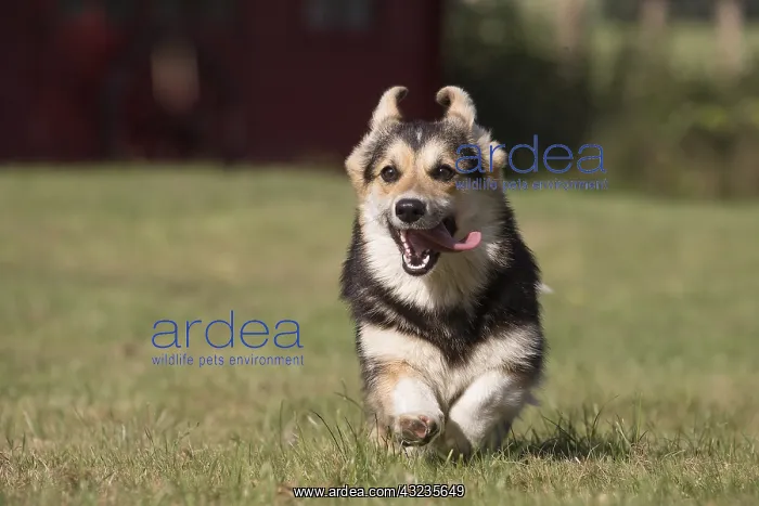 : Welsh Pembroke corgi dog outdoors : Welsh Pembroke corgi dog outdoors