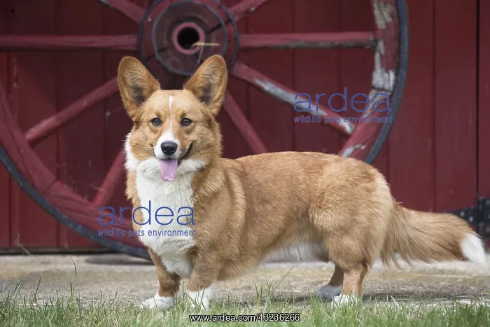  : Welsh Pembroke corgi dog outdoors