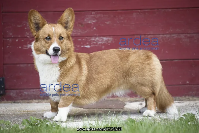 : Welsh Pembroke corgi dog outdoors : Welsh Pembroke corgi dog outdoors