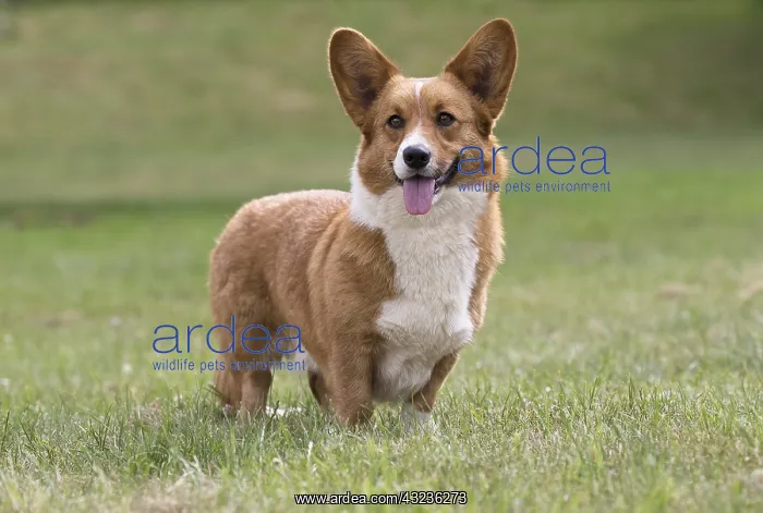 : Welsh Pembroke corgi dog outdoors : Welsh Pembroke corgi dog outdoors