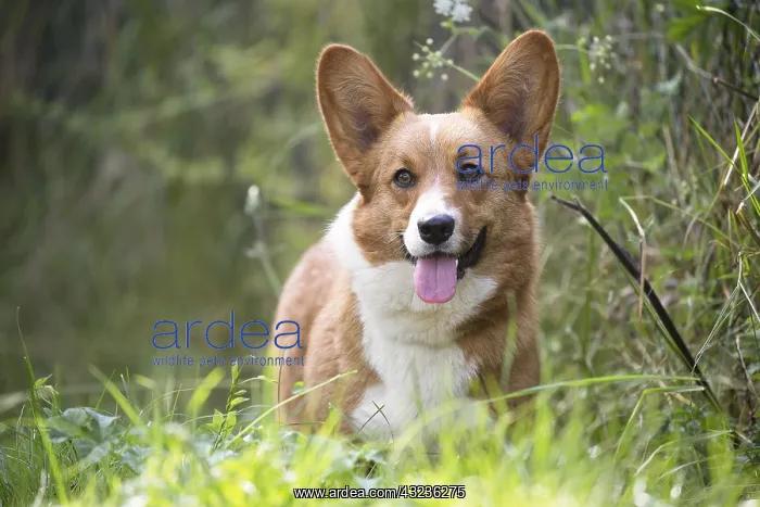  : Welsh Pembroke corgi dog outdoors