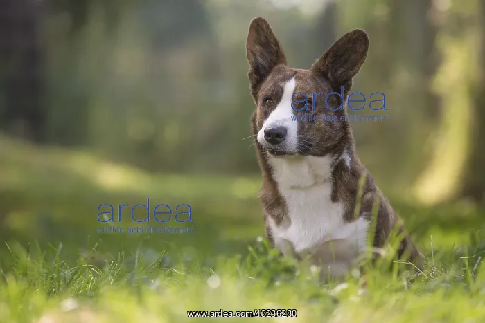 : Welsh Pembroke corgi dog outdoors : Welsh Pembroke corgi dog outdoors