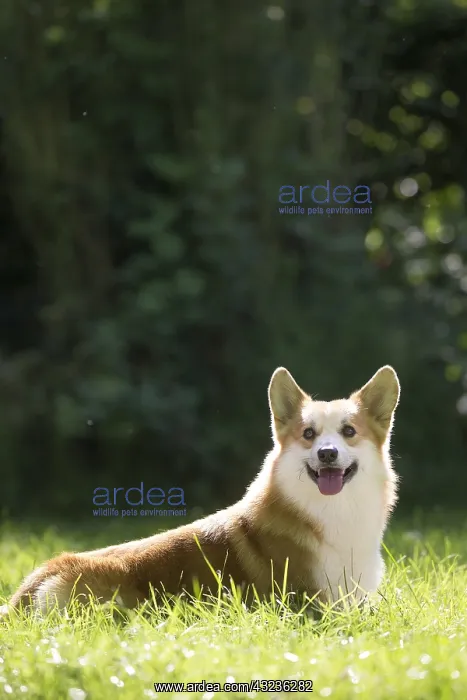 : Welsh Pembroke corgi dog outdoors : Welsh Pembroke corgi dog outdoors
