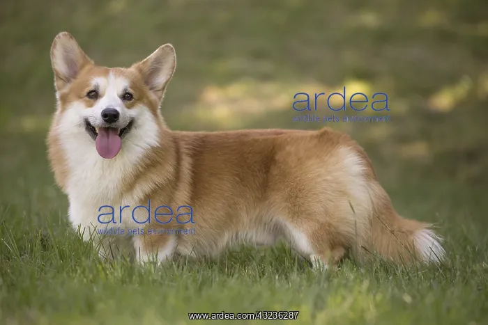  : Welsh Pembroke corgi dog outdoors