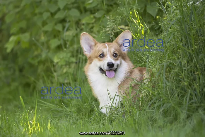 : Welsh Pembroke corgi dog outdoors : Welsh Pembroke corgi dog outdoors