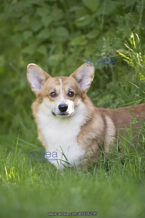 : Welsh Pembroke corgi dog outdoors : Welsh Pembroke corgi dog outdoors