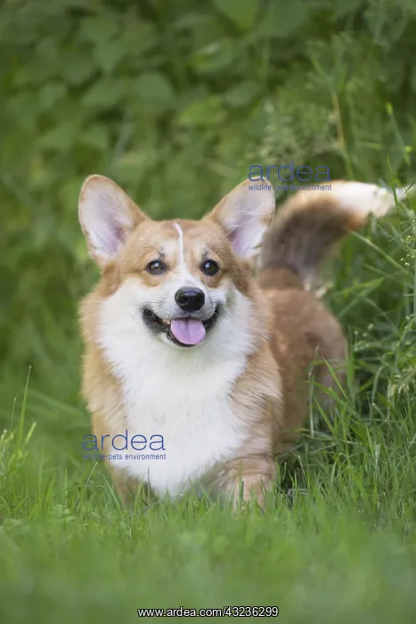  : Welsh Pembroke corgi dog outdoors