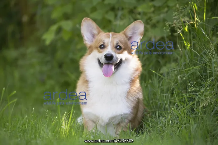  : Welsh Pembroke corgi dog outdoors