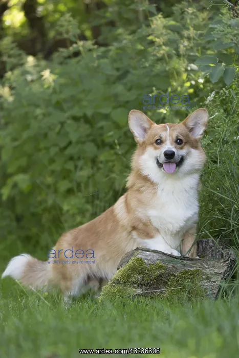 : Welsh Pembroke corgi dog outdoors : Welsh Pembroke corgi dog outdoors