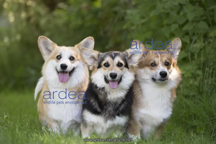  : Welsh Pembroke corgi dog outdoors