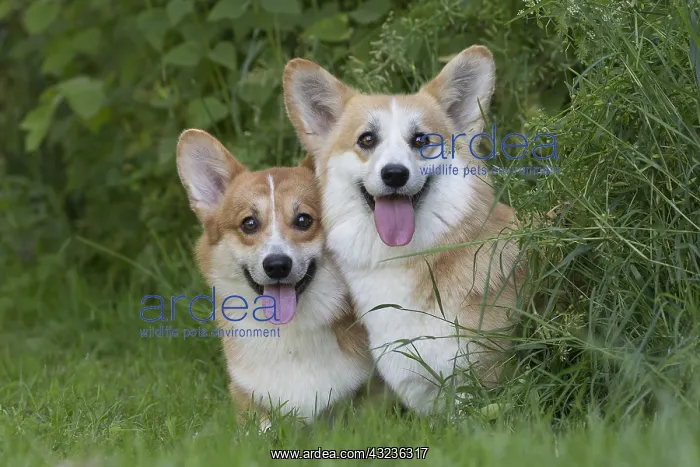  : Welsh Pembroke corgi dog outdoors