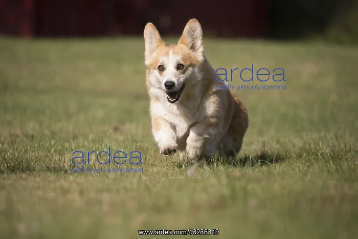 : Welsh Pembroke corgi dog outdoors : Welsh Pembroke corgi dog outdoors