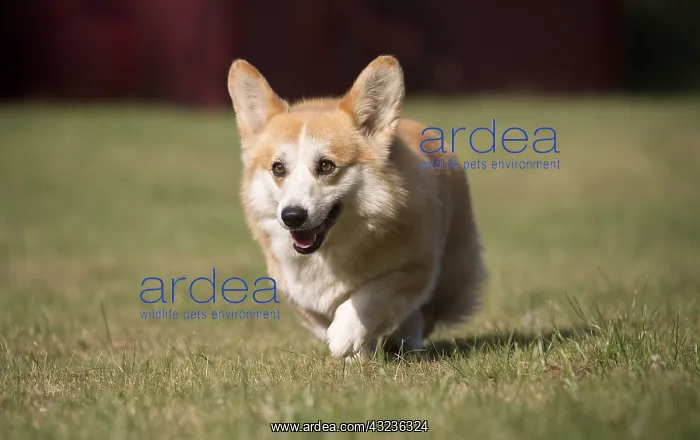 : Welsh Pembroke corgi dog outdoors : Welsh Pembroke corgi dog outdoors