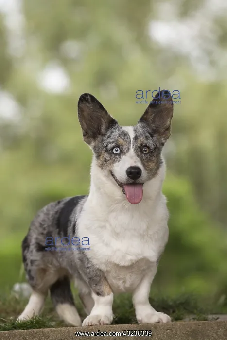 : Welsh Pembroke corgi dog outdoors : Welsh Pembroke corgi dog outdoors