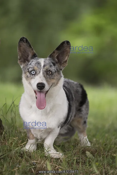  : Welsh Pembroke corgi dog outdoors