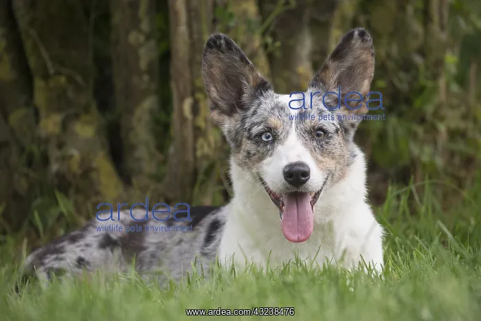 : Welsh Pembroke corgi dog outdoors