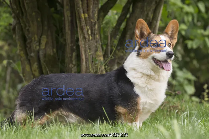  : Welsh Pembroke corgi dog outdoors
