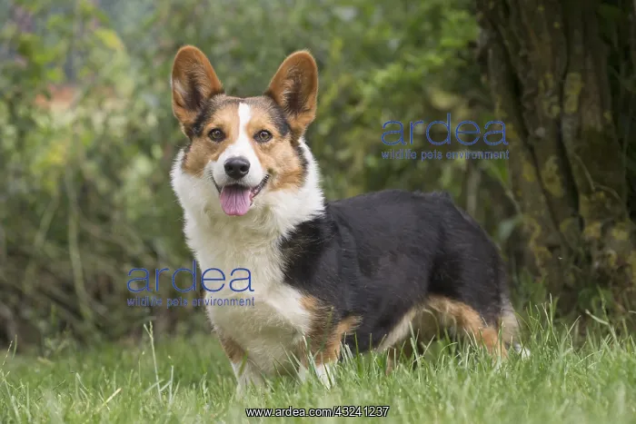: Welsh Pembroke corgi dog outdoors : Welsh Pembroke corgi dog outdoors