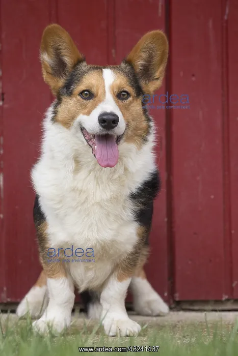 : Welsh Pembroke corgi dog outdoors : Welsh Pembroke corgi dog outdoors