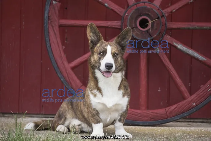  : Welsh Pembroke corgi dog outdoors