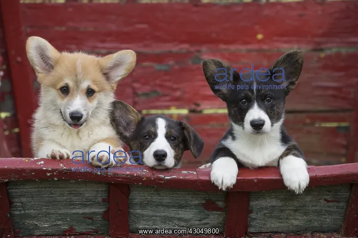 : Welsh Pembroke corgi dog puppies outdoors : Welsh Pembroke corgi dog puppies outdoors
