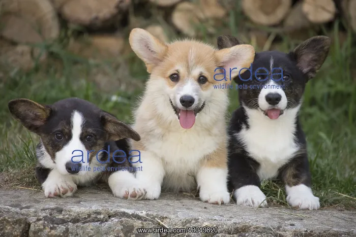 : Welsh Pembroke corgi dog puppies outdoors : Welsh Pembroke corgi dog puppies outdoors