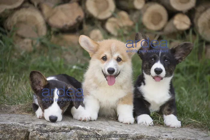 : Welsh Pembroke corgi dog puppies outdoors : Welsh Pembroke corgi dog puppies outdoors